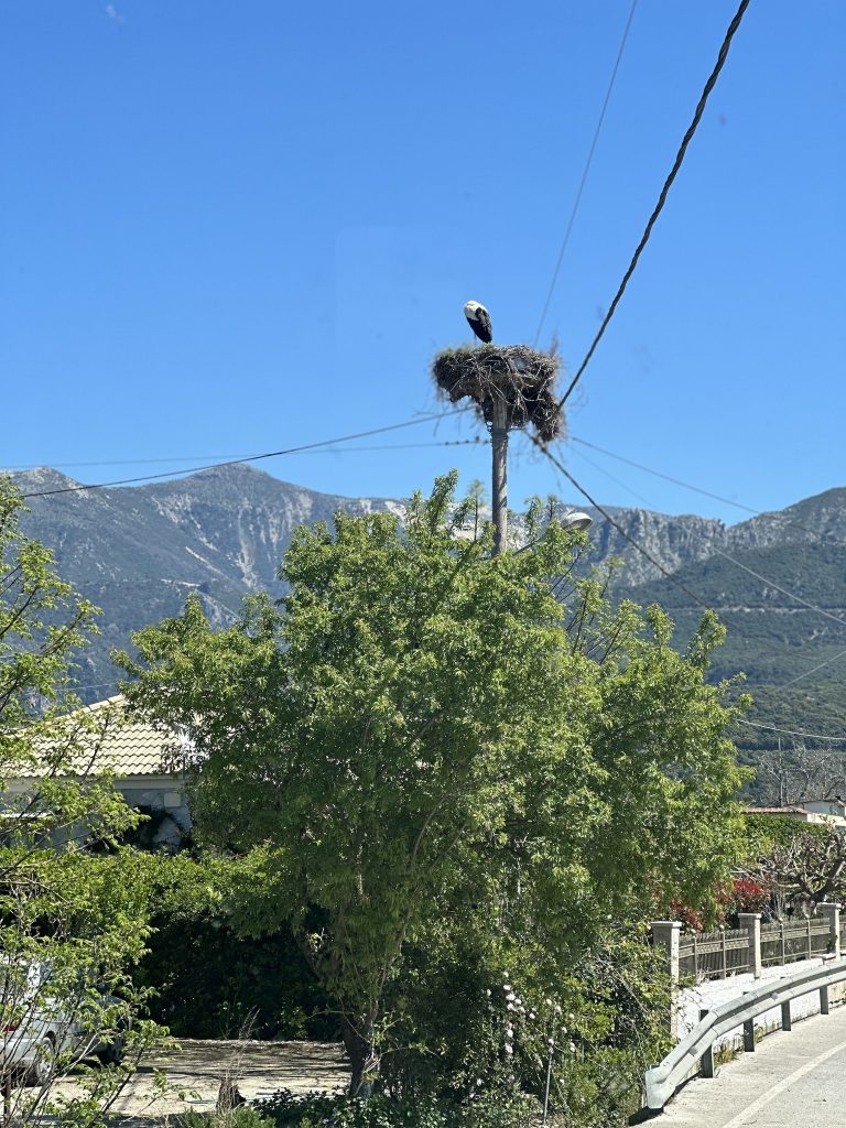 Μπορεί να είναι εικόνα δέντρο